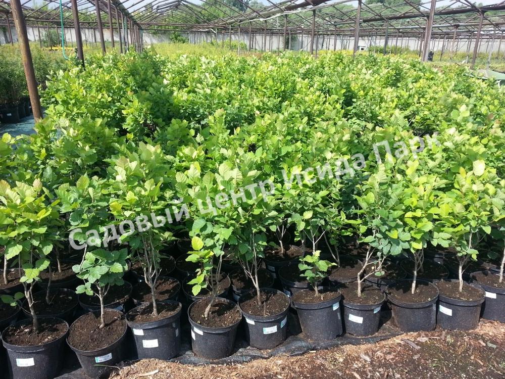 Боярышник Спленденс (Splendens) Боярышник Спленденс (Splendens)