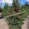 Боярышник Спленденс (Splendens) 3 Боярышник Спленденс (Splendens) 3