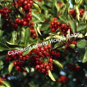 Боярышник Спленденс (Splendens)