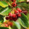 Боярышник Спленденс (Splendens) 6 Боярышник Спленденс (Splendens) 6