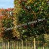 Боярышник Спленденс (Splendens) 7