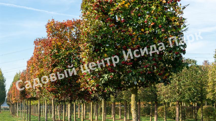 Боярышник Спленденс (Splendens) Боярышник Спленденс (Splendens)