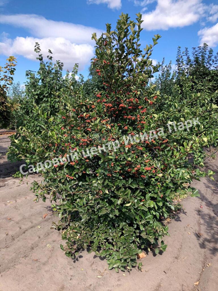 Боярышник Спленденс (Splendens)