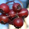 Боярышник крупноплодный (Crataegus aestivalis, Crataegus arnoldiana) 6