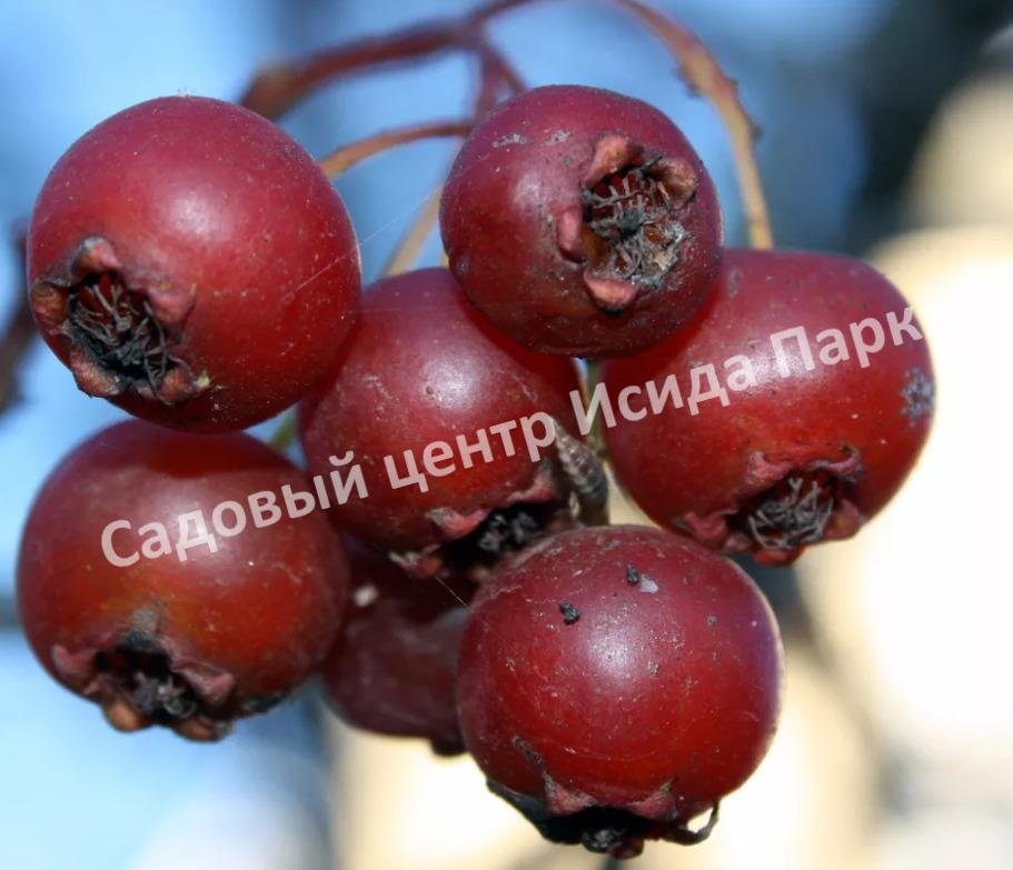 Боярышник крупноплодный (Crataegus aestivalis, Crataegus arnoldiana) Боярышник крупноплодный (Crataegus aestivalis, Crataegus arnoldiana)