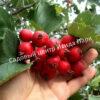 Боярышник крупноплодный (Crataegus aestivalis, Crataegus arnoldiana) 1