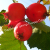 Боярышник крупноплодный (Crataegus aestivalis, Crataegus arnoldiana) 5