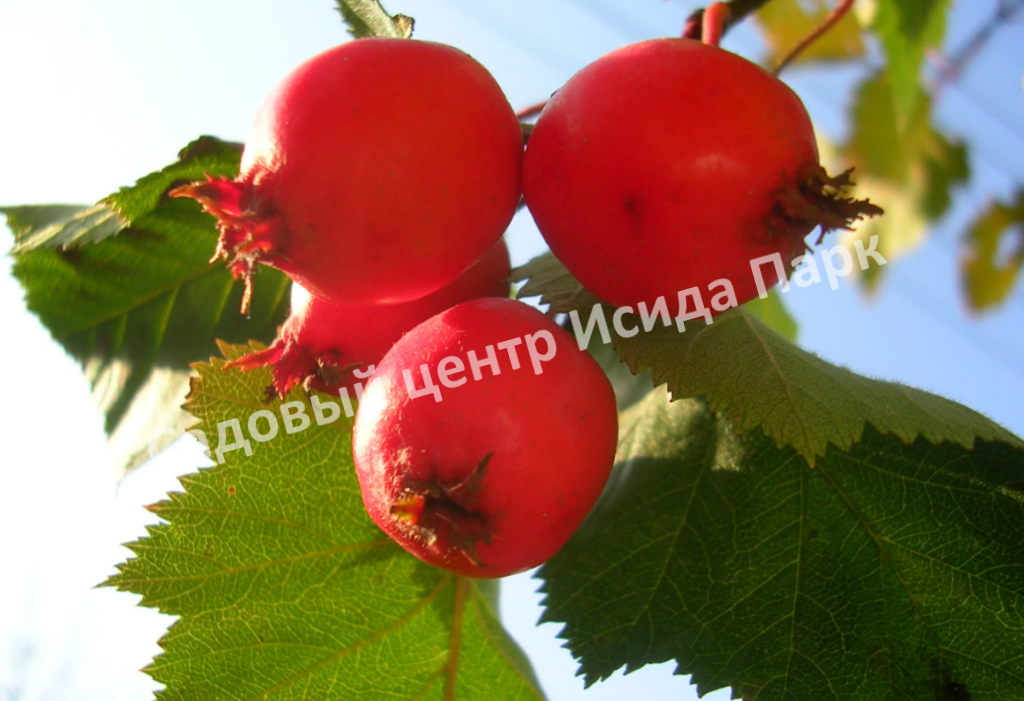 Боярышник крупноплодный (Crataegus aestivalis, Crataegus arnoldiana)