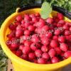 Боярышник крупноплодный (Crataegus aestivalis, Crataegus arnoldiana) 7