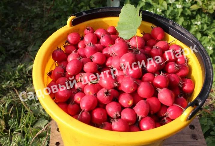 Боярышник крупноплодный (Crataegus aestivalis, Crataegus arnoldiana) Боярышник крупноплодный (Crataegus aestivalis, Crataegus arnoldiana)