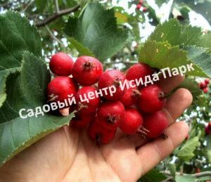 Боярышник крупноплодный (Crataegus aestivalis, Crataegus arnoldiana)