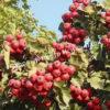 Боярышник Китайский (pinnatifida) 1