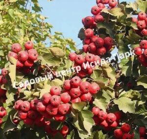 Боярышник Китайский (pinnatifida)