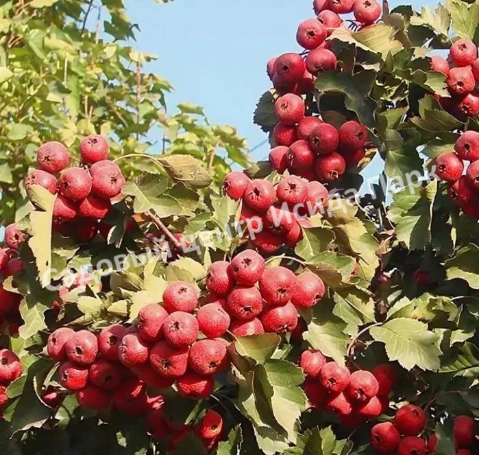 Боярышник Китайский (pinnatifida) Боярышник Китайский (pinnatifida)