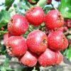 Боярышник Китайский (pinnatifida) 3