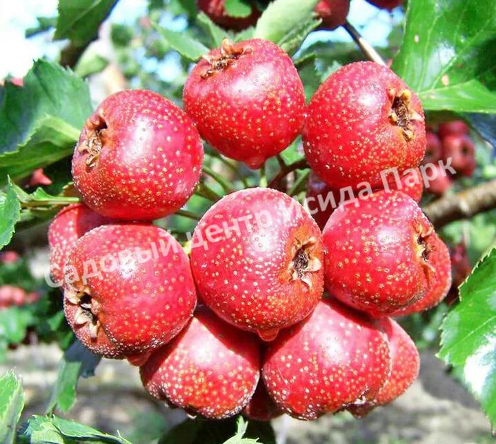 Боярышник Китайский (pinnatifida) Боярышник Китайский (pinnatifida)