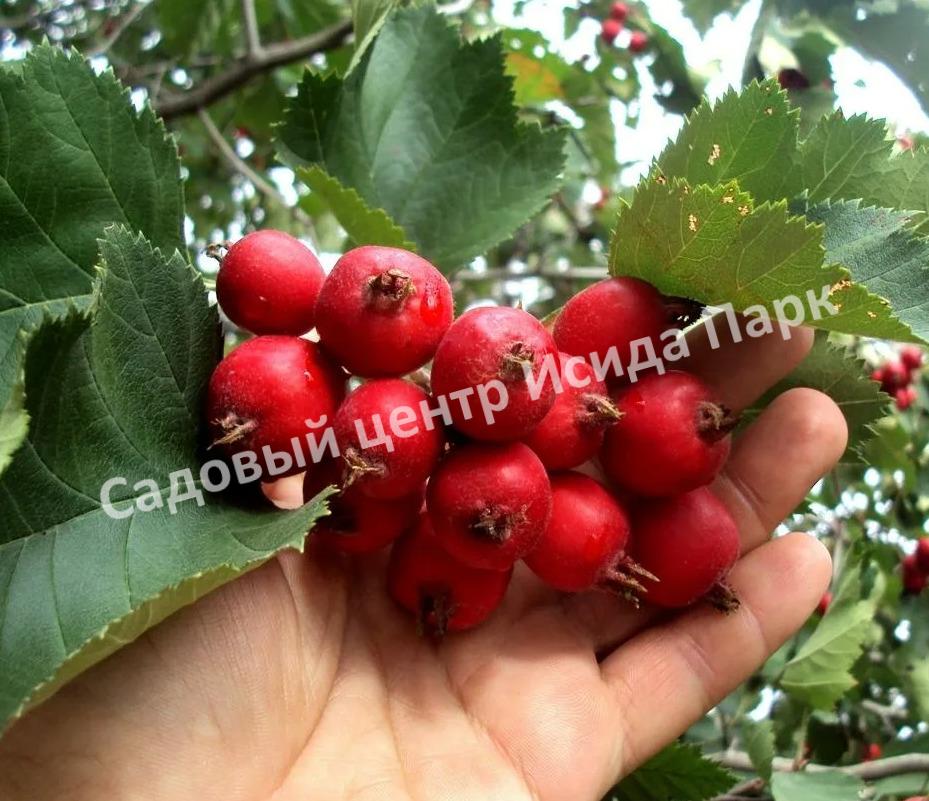 Боярышник крупноплодный (Crataegus aestivalis, Crataegus arnoldiana) Боярышник крупноплодный (Crataegus aestivalis, Crataegus arnoldiana)