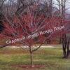 Боярышник зелёный (viridis) 4 Боярышник зелёный (viridis) 4
