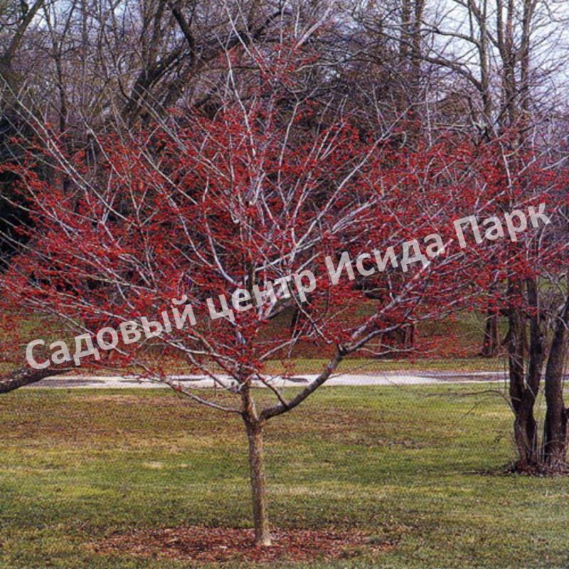 Боярышник зелёный (viridis) Боярышник зелёный (viridis)