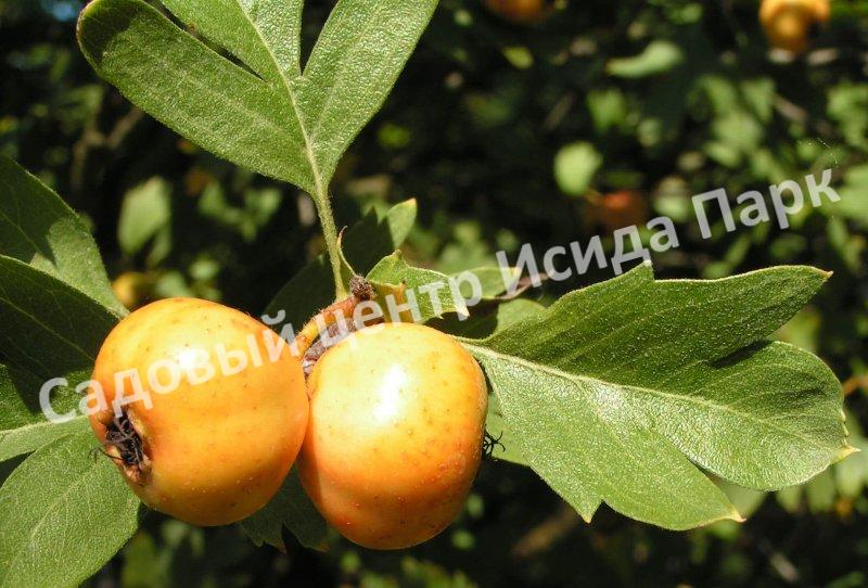 Боярышник Злат (Zlat) Боярышник Злат (Zlat)