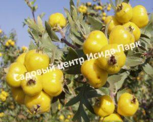 Боярышник Злат (Zlat)