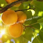 Как выращивать абрикосовые деревья в Подмосковье?