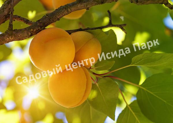 Как выращивать абрикосовые деревья в Подмосковье?