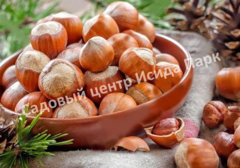 Фундук лещина Первенец (The firstborn) Фундук лещина Первенец (The firstborn)