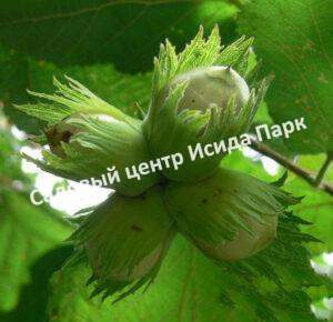 Фундук лещина Первенец (The firstborn)
