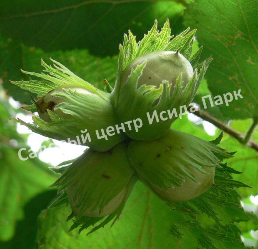 Фундук лещина Первенец (The firstborn) Фундук лещина Первенец (The firstborn)