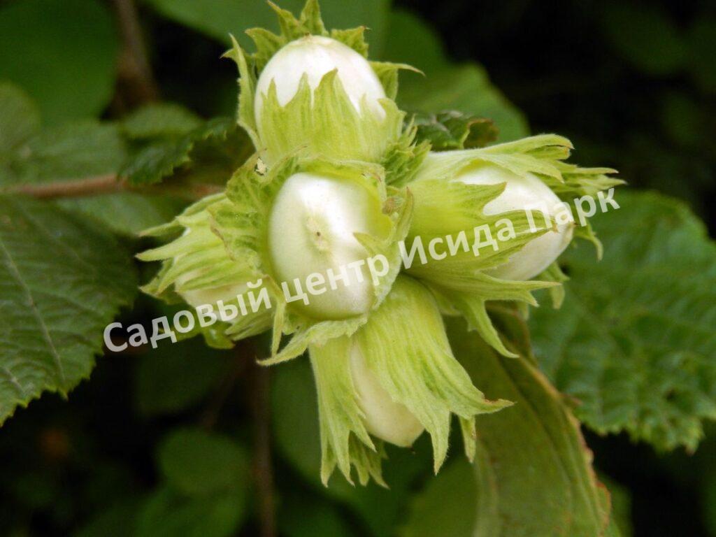 Фундук лещина Тамбовский поздний (Tambov late) Фундук лещина Тамбовский поздний (Tambov late)