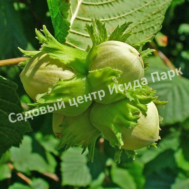 Фундук лещина Тамбовский поздний (Tambov late) Фундук лещина Тамбовский поздний (Tambov late)