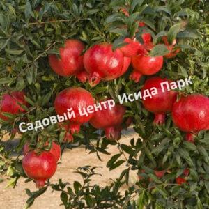 Гранат Аланди (Alandi)