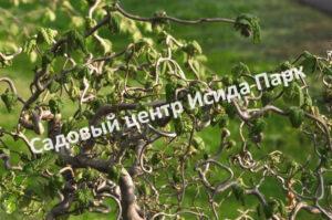Фундук Лещина обыкновенная Конторта на штамбе (Contorta)