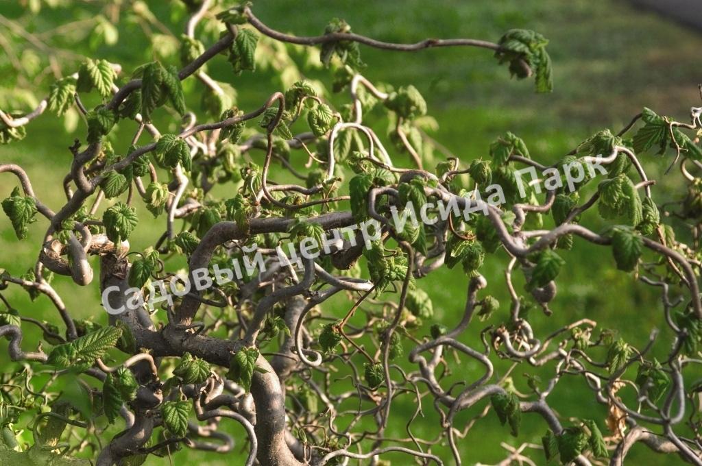 Фундук Лещина обыкновенная Конторта на штамбе (Contorta) Фундук Лещина обыкновенная Конторта на штамбе (Contorta)