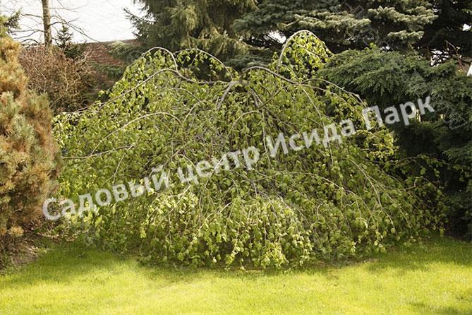 Фундук лещина Гибрид 39 (Hybrid 39) Фундук лещина Гибрид 39 (Hybrid 39)