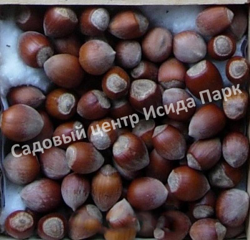 Фундук лещина Болградская новинка (Bolgrad novelty) Фундук лещина Болградская новинка (Bolgrad novelty)