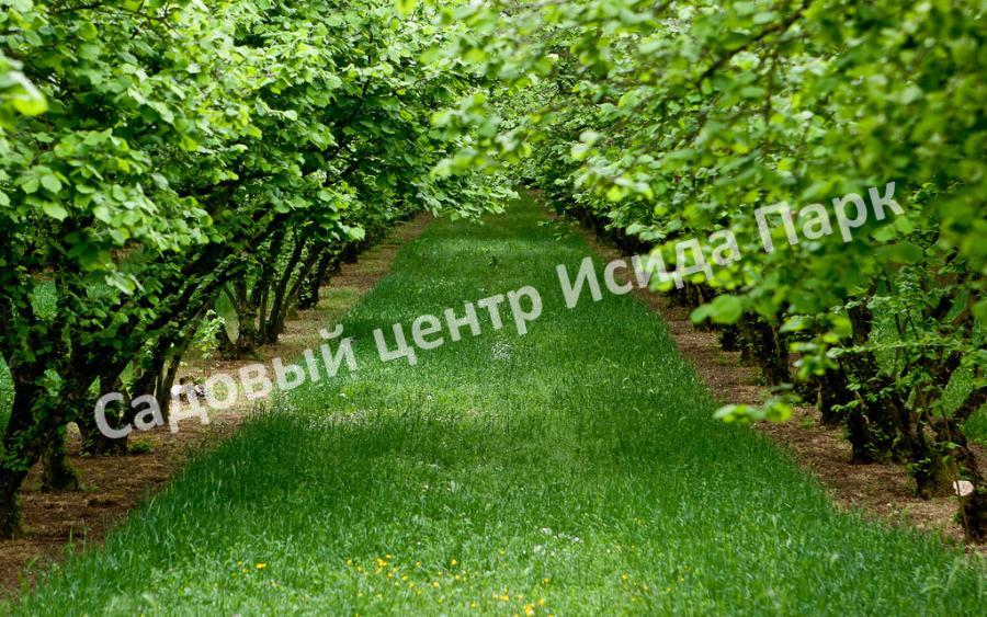 Фундук лещина Братолюбовский (Bratolyubovsky) Фундук лещина Братолюбовский (Bratolyubovsky)