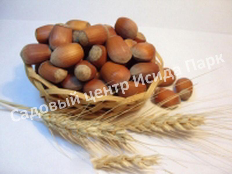 Фундук лещина Боровской (Borovskaya) Фундук лещина Боровской (Borovskaya)