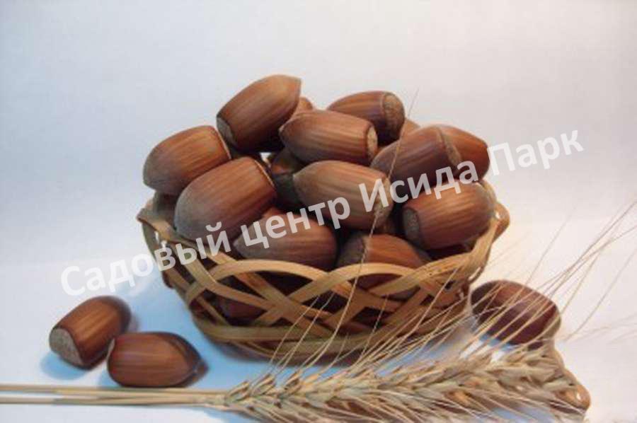 Фундук лещина Грандиозный (Grandiose) Фундук лещина Грандиозный (Grandiose)