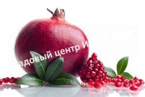 Гранат Дала-бармак (Dala-barmak)