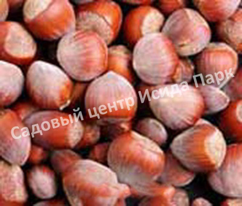 Фундук лещина Галльский целльский (Gallic Celtic) Фундук лещина Галльский целльский (Gallic Celtic)