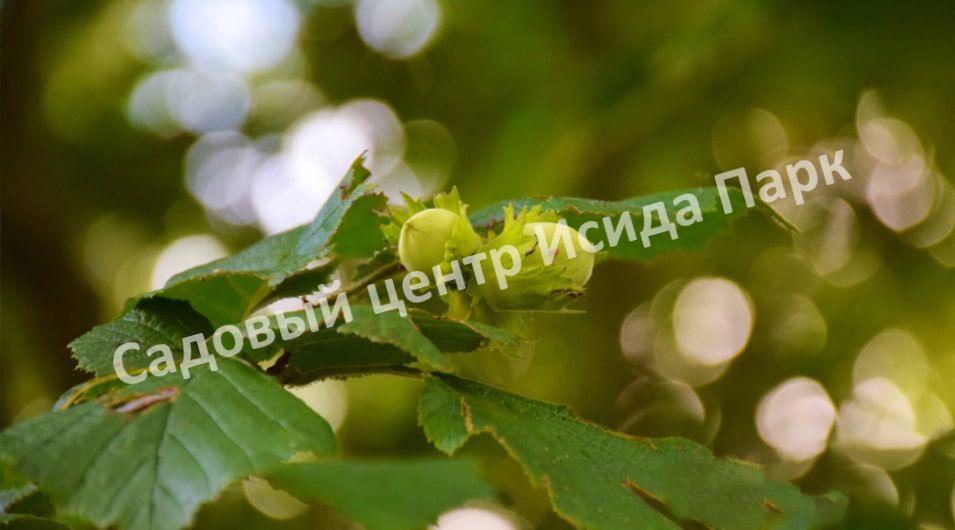 Фундук лещина Гулшишвела (Gulshishvela) Фундук лещина Гулшишвела (Gulshishvela)