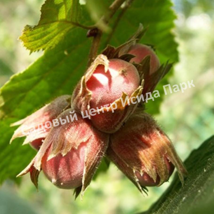 Фундук лещина Тонда Романа (The Tonda Novel) Фундук лещина Тонда Романа (The Tonda Novel)