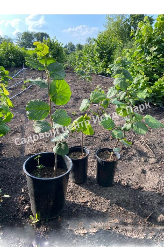 Фундук лещина Гибрид № 468 (Hybrid No. 468) Фундук лещина Гибрид № 468 (Hybrid No. 468)