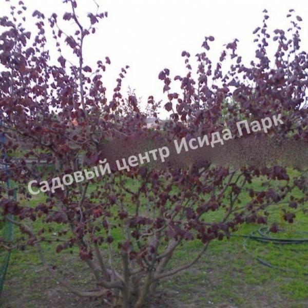 Фундук лещина Мечта (Dream) Фундук лещина Мечта (Dream)