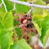 Фундук Лещина древовидная (Corylus colurna) 2