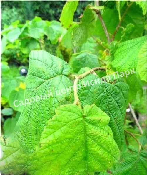 Фундук лещина Олбзуми зе Халле (Olbrzymi z Halle) Фундук лещина Олбзуми зе Халле (Olbrzymi z Halle)