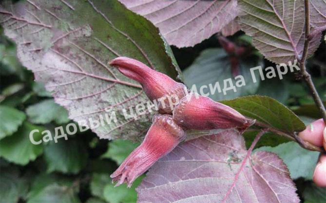 Фундук лещина Гибрид 39 (Hybrid 39) Фундук лещина Гибрид 39 (Hybrid 39)