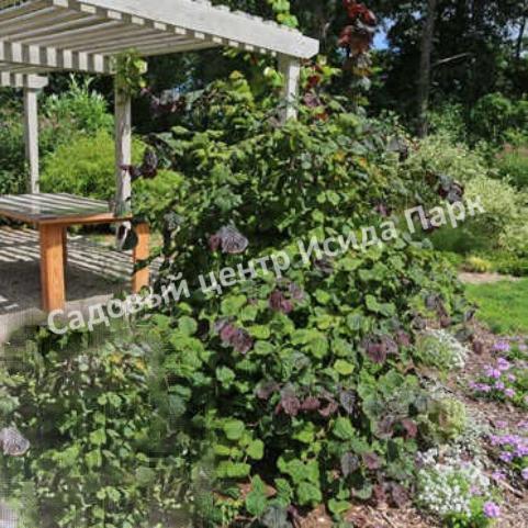 Фундук Лещина обыкновенная Литтл Роб (Little Rob) Фундук Лещина обыкновенная Литтл Роб (Little Rob)